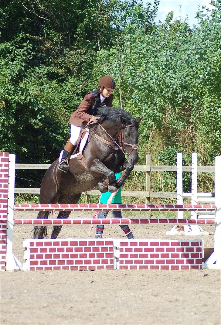 Anden særlig race Simply Gray (Sims) billede 19