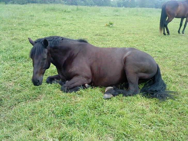 Anden særlig race Simply Gray (Sims) - Søvnige-Sims billede 20