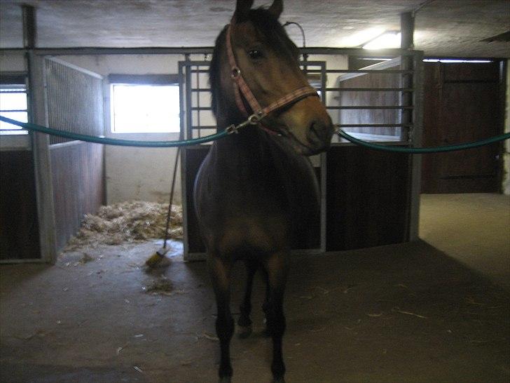 Anden særlig race Adelaide - Adde og hendes tykke mave:o) billede 8