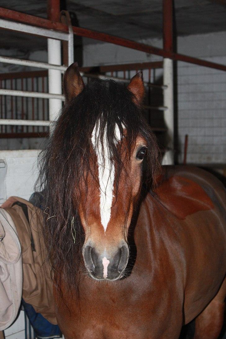 Welsh Pony af Cob-type (sec C) Gribsvads Laban billede 11