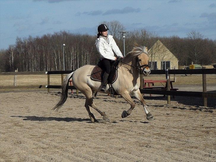 Fjordhest Bredekærgårds Tea R.I.P - Træning på banen. første gang jeg ridder hende alene - foto: Louise m. mit samsung PL7  billede 2