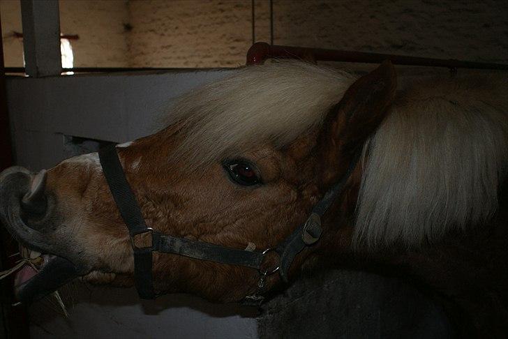 Haflinger Attica *solgt* ;-( - Smil :D billede 5