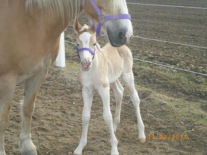 Haflinger Stokkemarkes Asti <3SOLGT - Jeg er kun 12 timer gammel og ude med mor på folden. billede 1