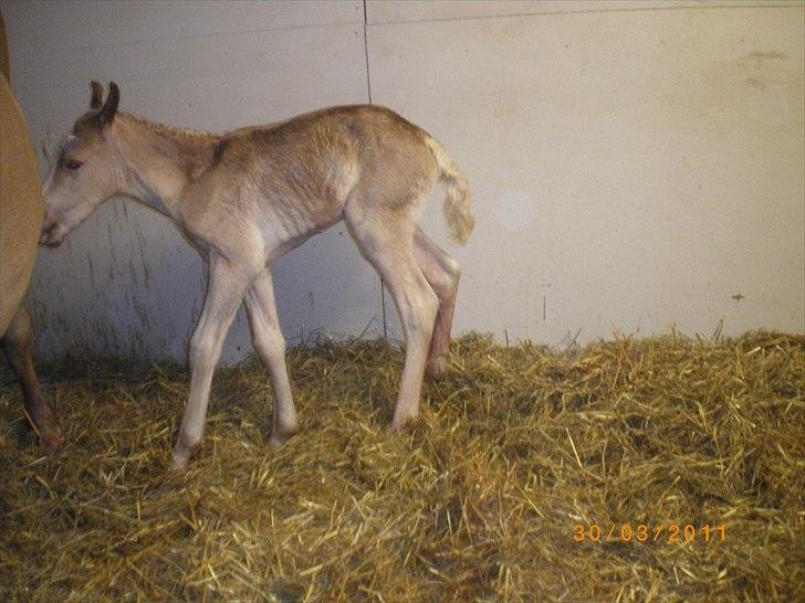 Haflinger Stokkemarkes Asti <3SOLGT - jeg er kun 1 time gammel   billede 3