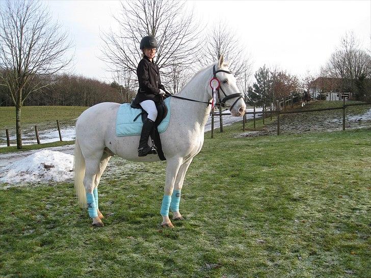 Irsk Sportspony Crocketstown Spotty - jeg SKULLE starte dressur:(  billede 9