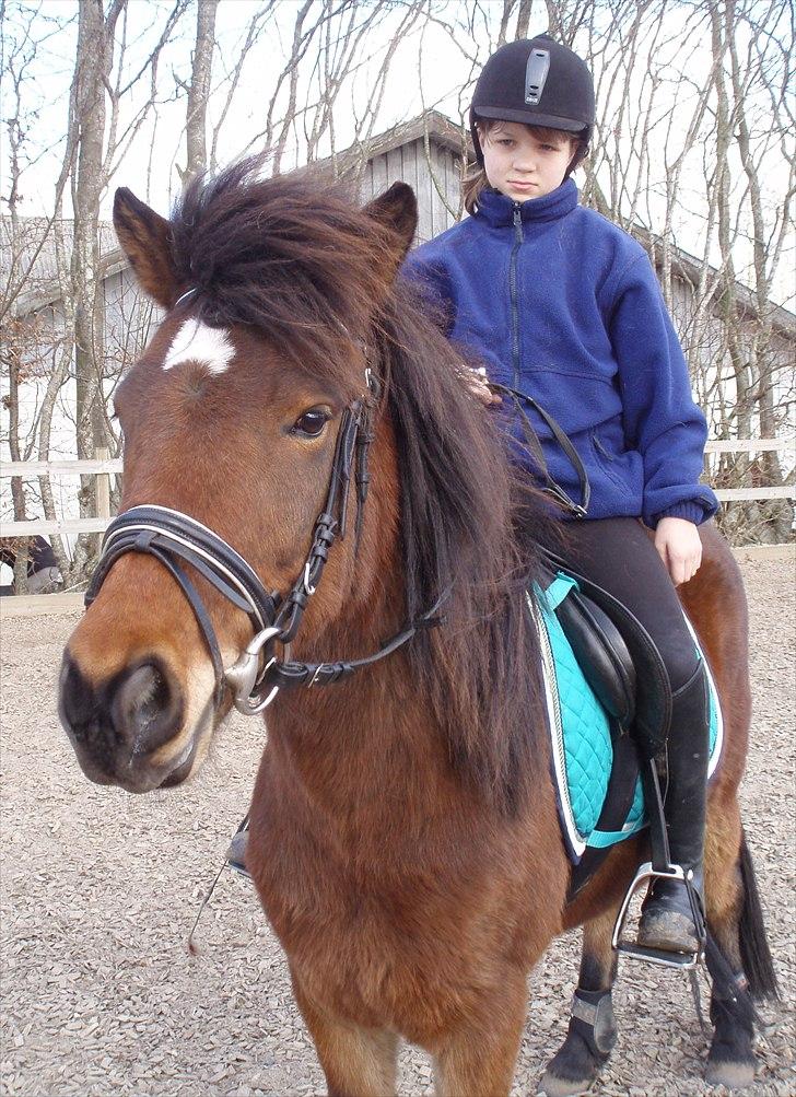 Islænder Rebel Star *SOLGT* - Min pony med vinterpels billede 8