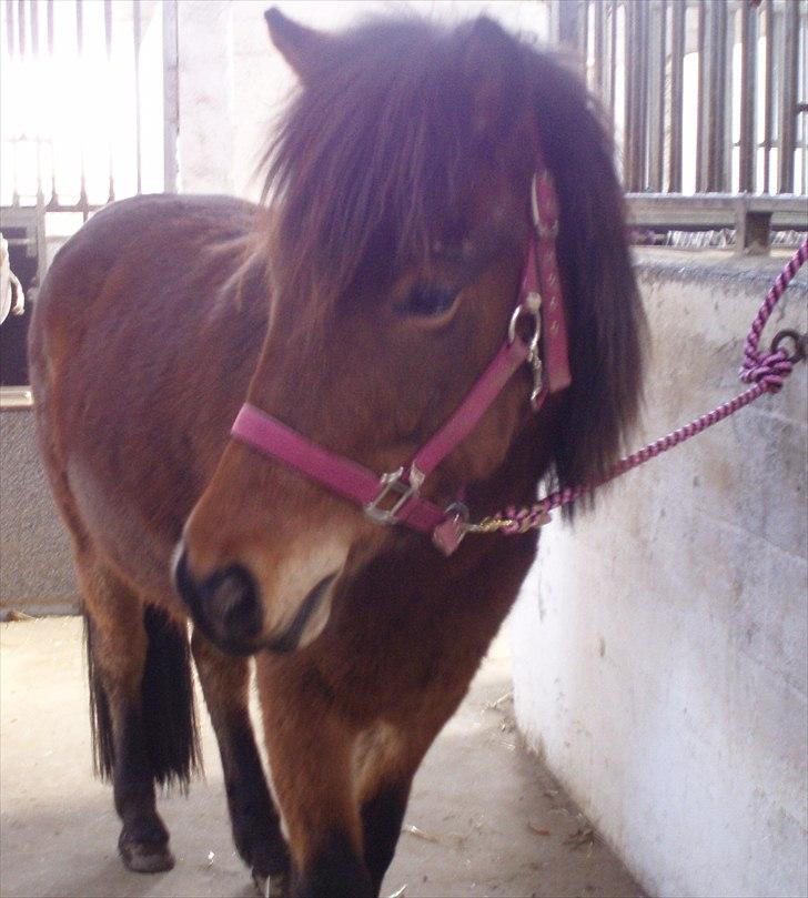 Islænder Rebel Star *SOLGT* - Grizzly-ponyen billede 9