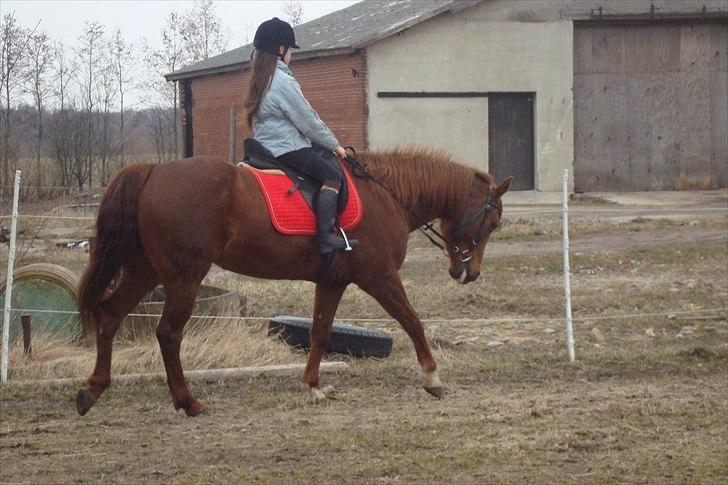 Quarter Skips Bu   *R.I.P* - Træner lidt dressur :) billede 18