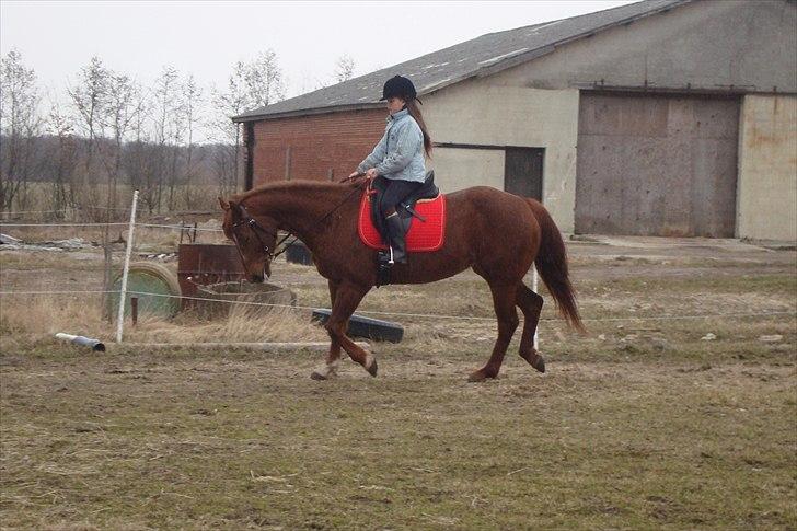 Quarter Skips Bu   *R.I.P* - De skal jo lige lære det ;) billede 19