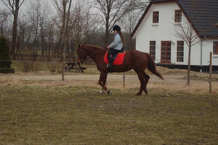 Quarter Skips Bu   *R.I.P* - Et godt makkerpar :) billede 20