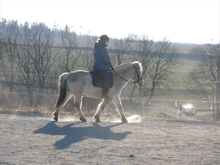 Fjordhest Sanita Dalsgaard billede 8