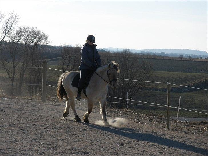 Fjordhest Sanita Dalsgaard billede 9