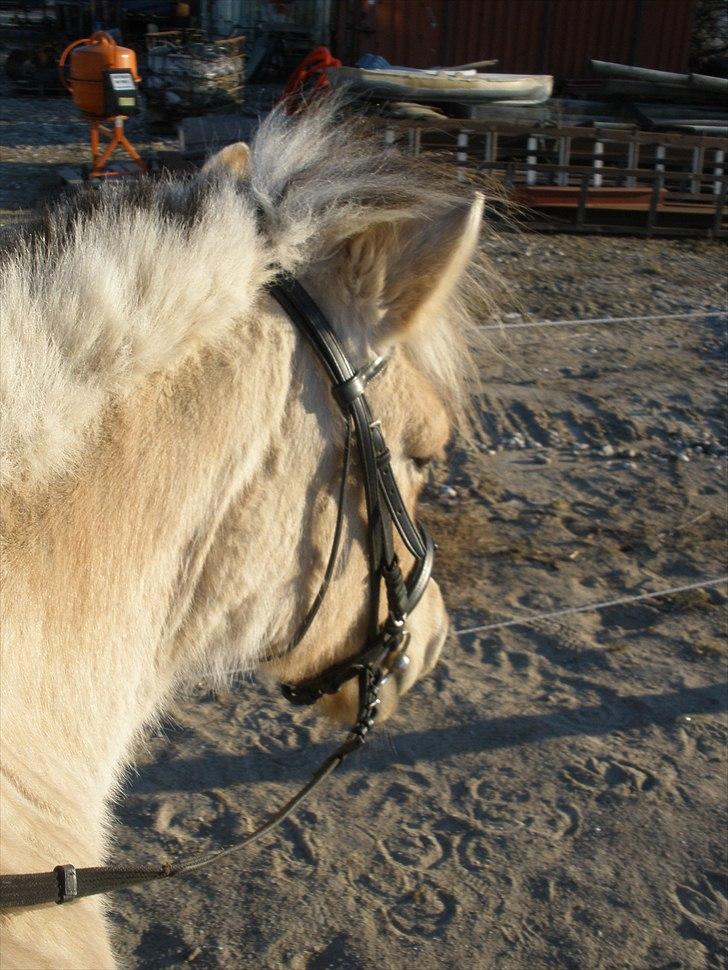 Fjordhest Sanita Dalsgaard billede 10
