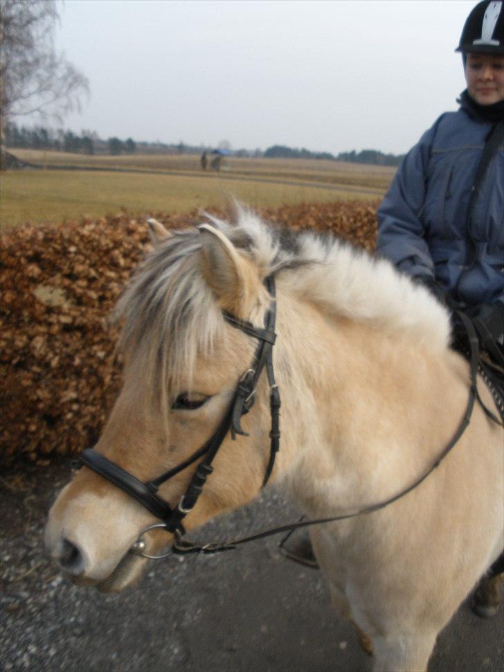 Fjordhest Sanita Dalsgaard billede 11