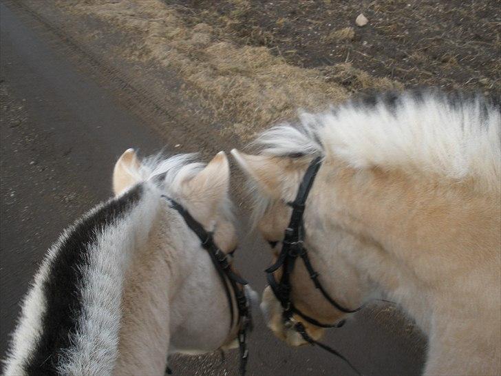 Fjordhest Sanita Dalsgaard billede 12