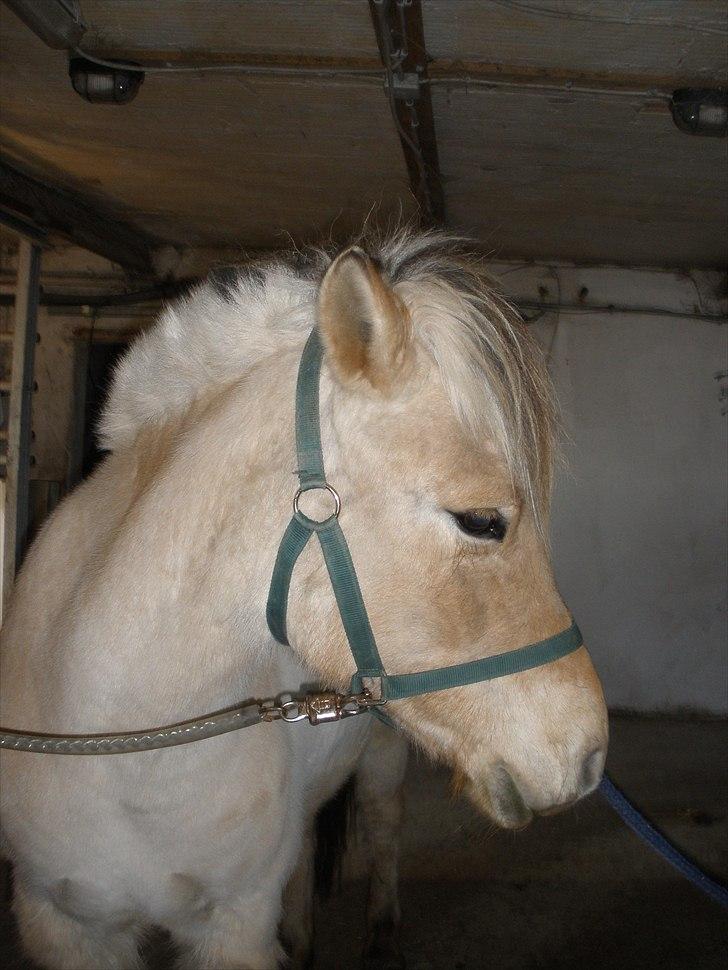 Fjordhest Sanita Dalsgaard billede 13