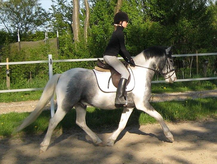 Anden særlig race Scooby Doo billede 2