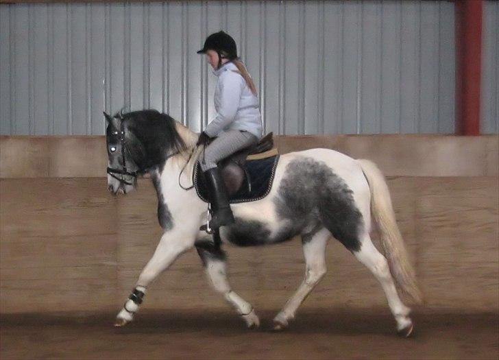 Anden særlig race Scooby Doo billede 5