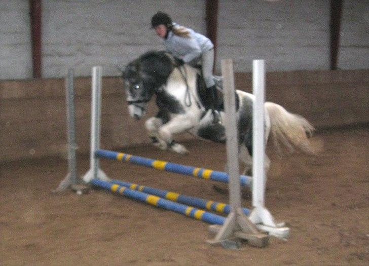 Anden særlig race Scooby Doo billede 6