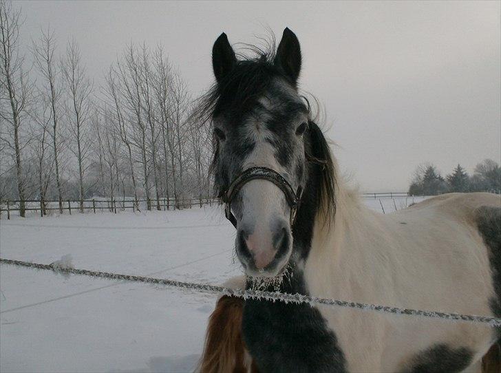 Anden særlig race Scooby Doo billede 7