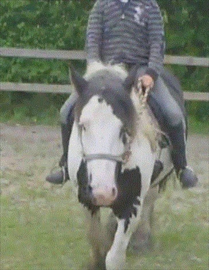 Irish Cob Snøvs Snorketræ.. - Beklager kvaliteten men billedet er taget ud af en film :) billede 13