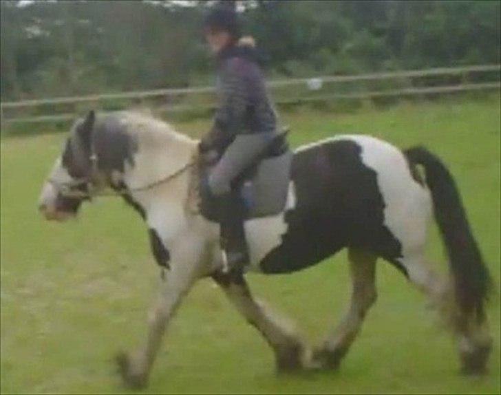 Irish Cob Snøvs Snorketræ.. - Beklager kvaliteten men billedet er taget ud af en film :) Det er så mig der rider ham :P billede 5