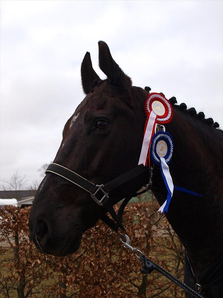 Anden særlig race †Charlie Brown R.I.P† - Smukke og dygtige Charlie billede 19
