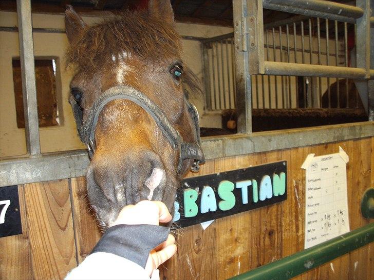 Welsh Pony (sec B) BKR's Sebastian - søde sabbe får noget guf billede 1