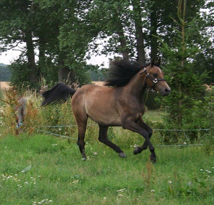 Arabisk fuldblod (OX) Ndege ox - Ndege i fuld galop sommeren 2010 billede 11