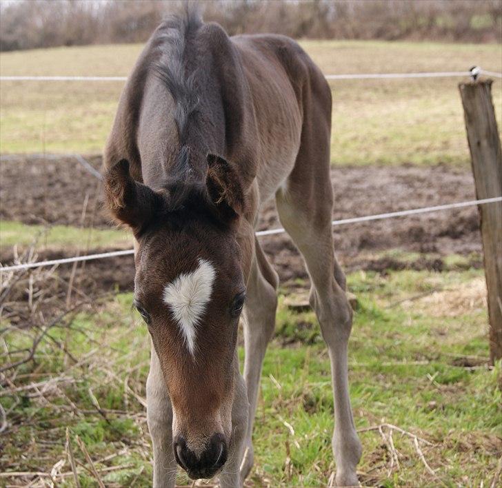 Dansk Varmblod Cording's Largo Master - ALT skal undersøges- og jeg mener ALT ;-) billede 9