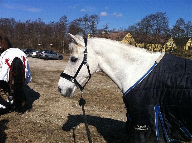 DSP bohemo geum A-PONY! billede 10