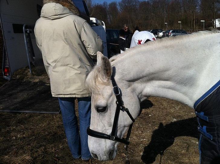 DSP bohemo geum A-PONY! billede 13