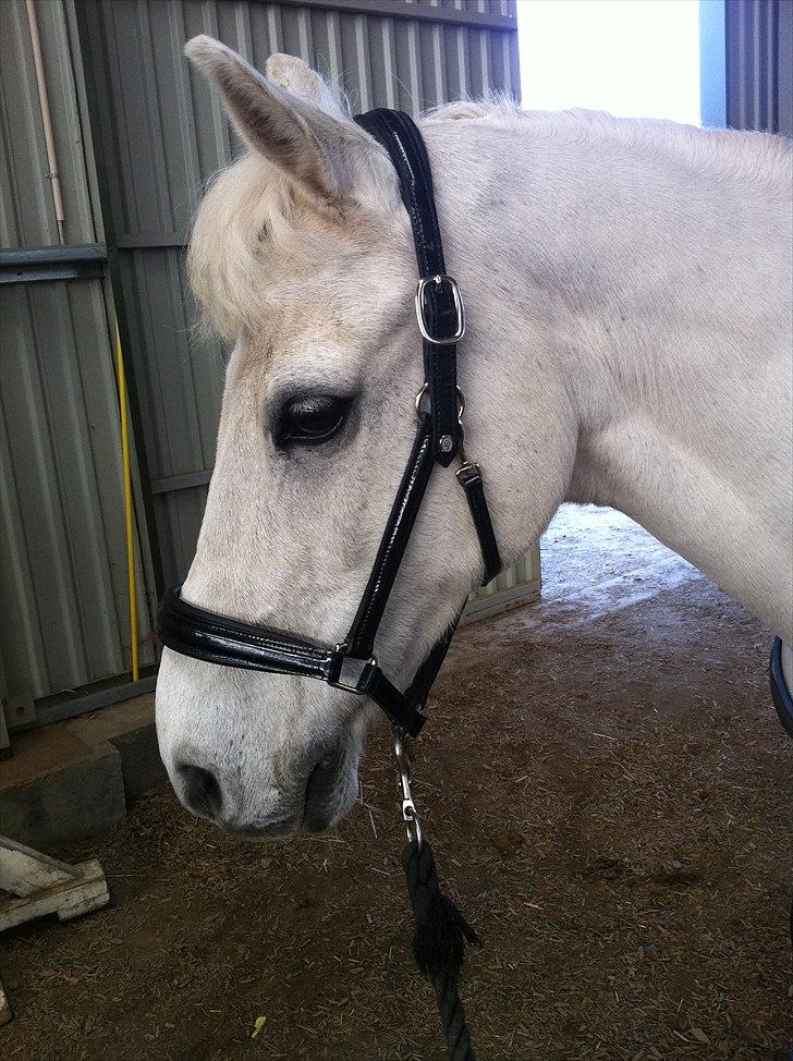 DSP bohemo geum A-PONY! billede 15