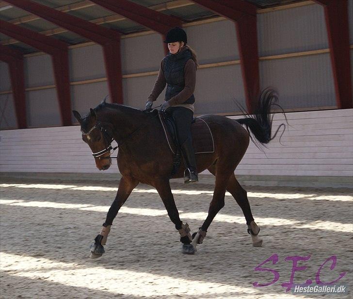 Dansk Varmblod Cato billede 9