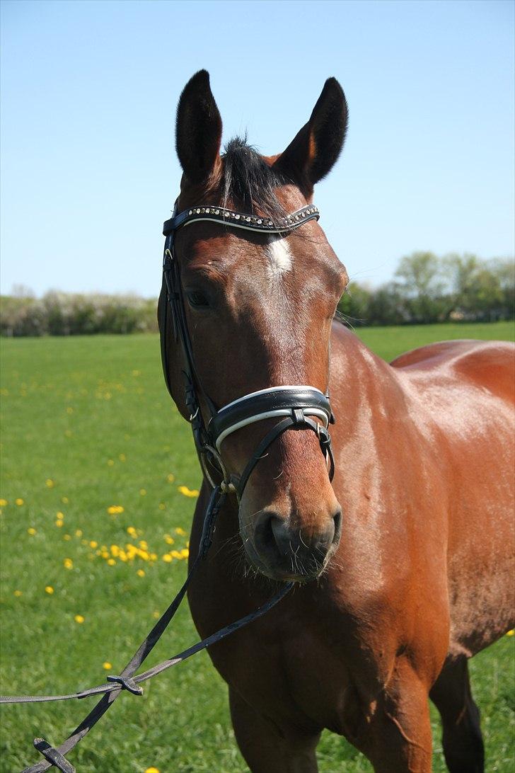 Dansk Varmblod Cato billede 7