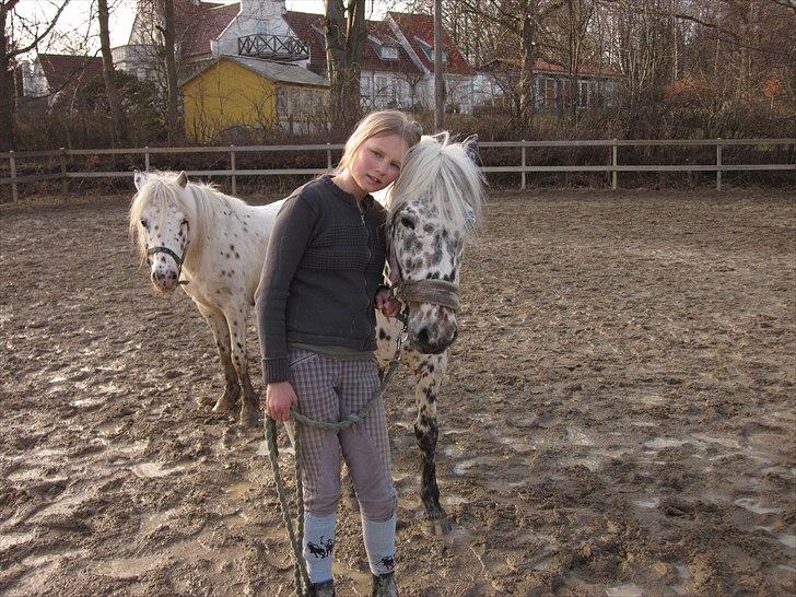 Knabstrupper Dina<3 - Savner tiderne!<3 billede 2