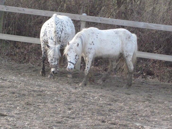 Knabstrupper Dina<3 - Mor og datter kærlighed<3 billede 3