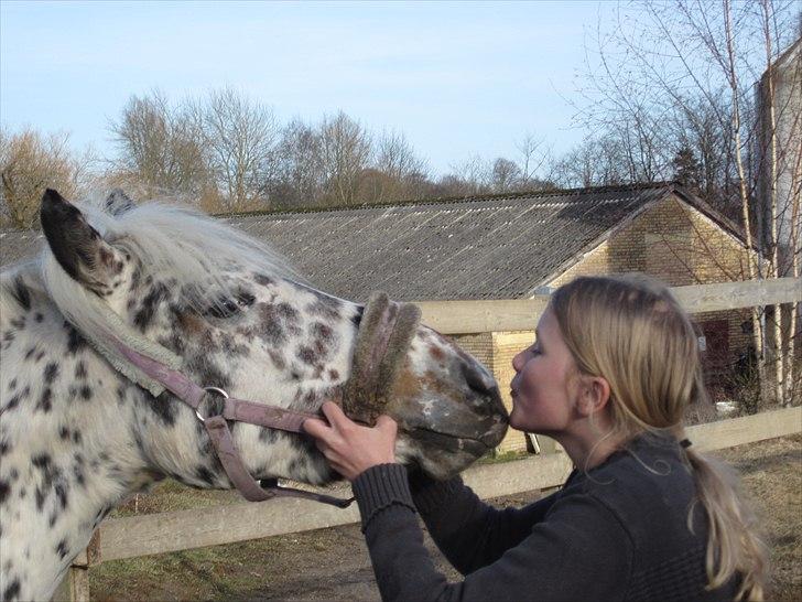 Knabstrupper Dina<3 - Dina får lige en lille kysser<3 billede 1
