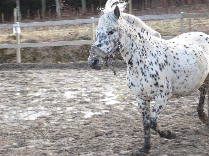 Knabstrupper Dina<3 - Du er en lille fotomodel!<3 billede 4