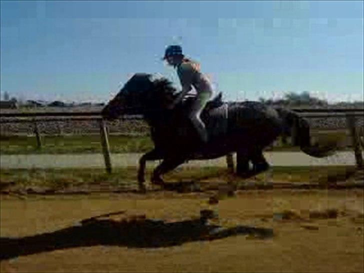 New Forest - Quark»||My Soulmate<3|| billede 2