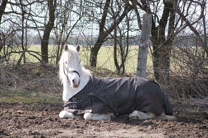 Connemara Gangster *•my soulmate•* - Venlige ord kan være korte og lette at sige, men deres ekko høres uendeligt.. billede 15