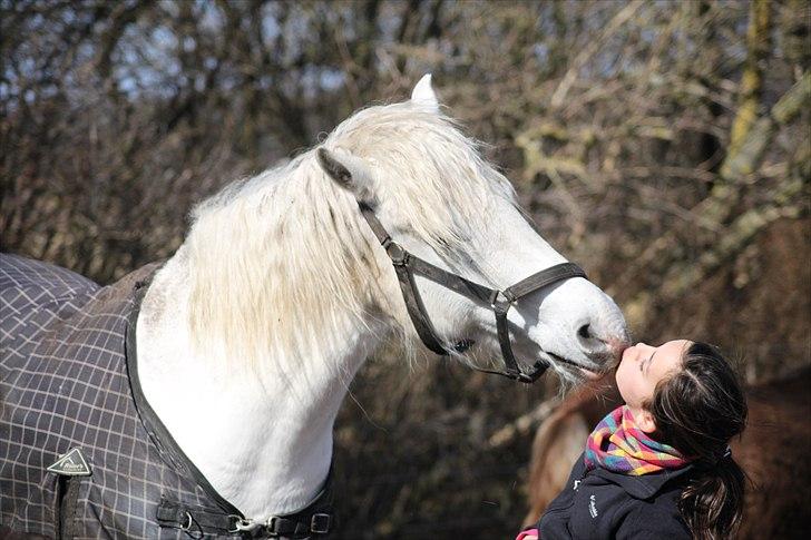 Connemara Gangster *•my soulmate•* - Ingen kan give mig en større gave end den, at jeg føler mig elsket... billede 8