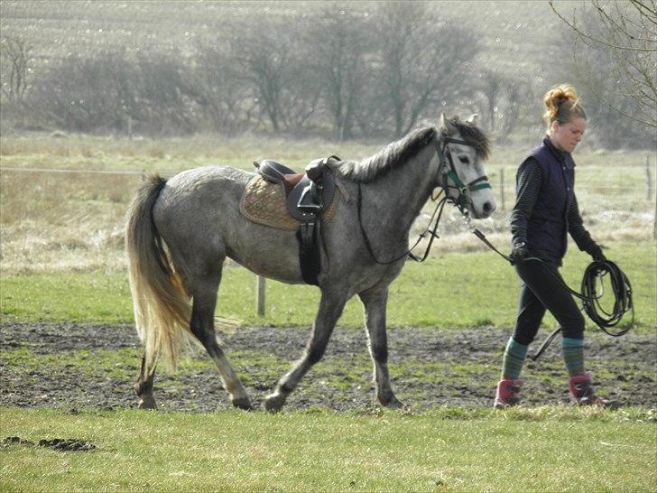 Welsh Partbred (Sec F) klintholms miss amy.    Solgt billede 2