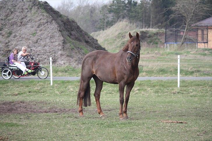 DSP Nicky<3 - Nicky den smukke pige er på fold.<3 :-D Foto: Emma billede 15