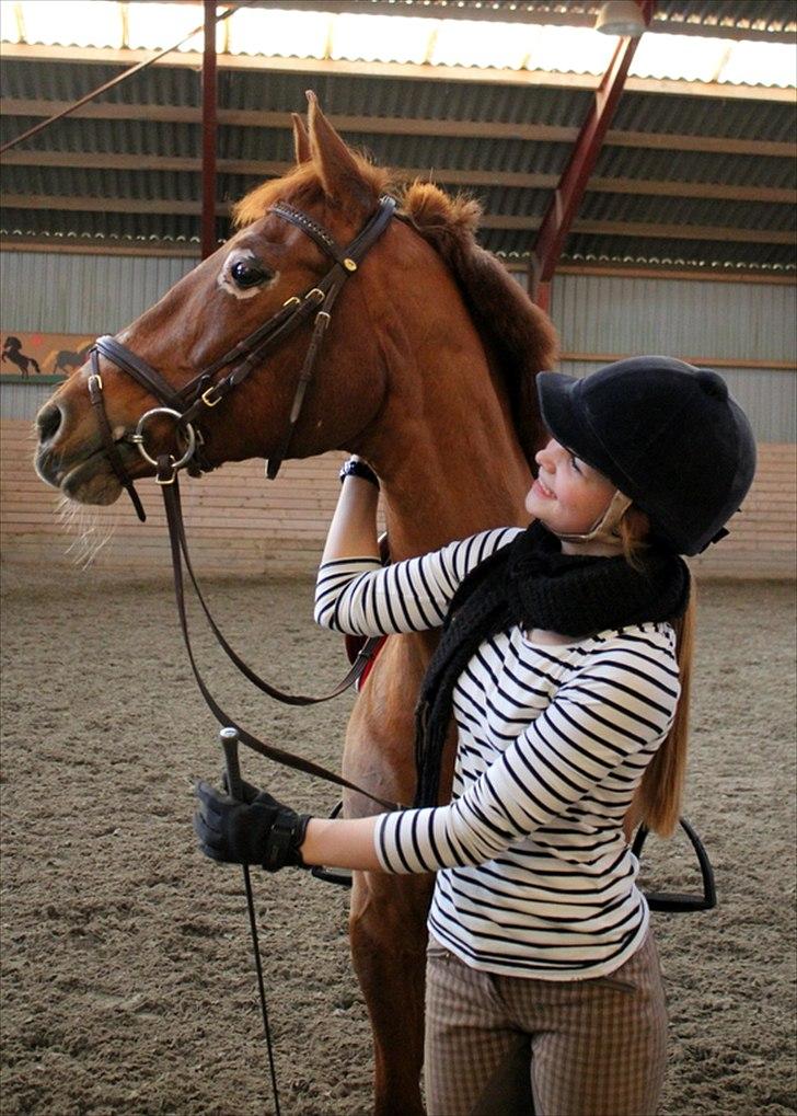 Hollandsk Sportspony iris billede 8