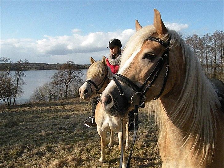 Haflinger Nyegaards Nascha EHA 573. - Dyrhaven, Marts: Super udsigt over vandet - Nascha og Bonny har fået øje på noget.... :o) billede 14