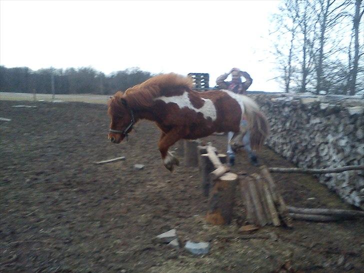 Anden særlig race Anemonne - igen billede 14