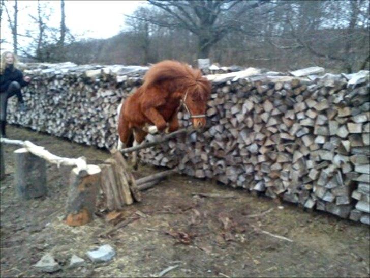 Anden særlig race Anemonne billede 16