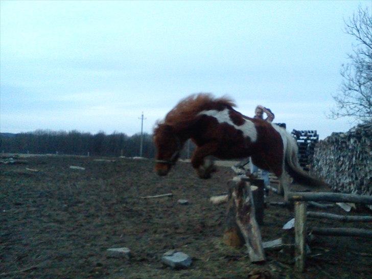 Anden særlig race Anemonne - nej råbte emma
jubii sagde anemonne billede 13