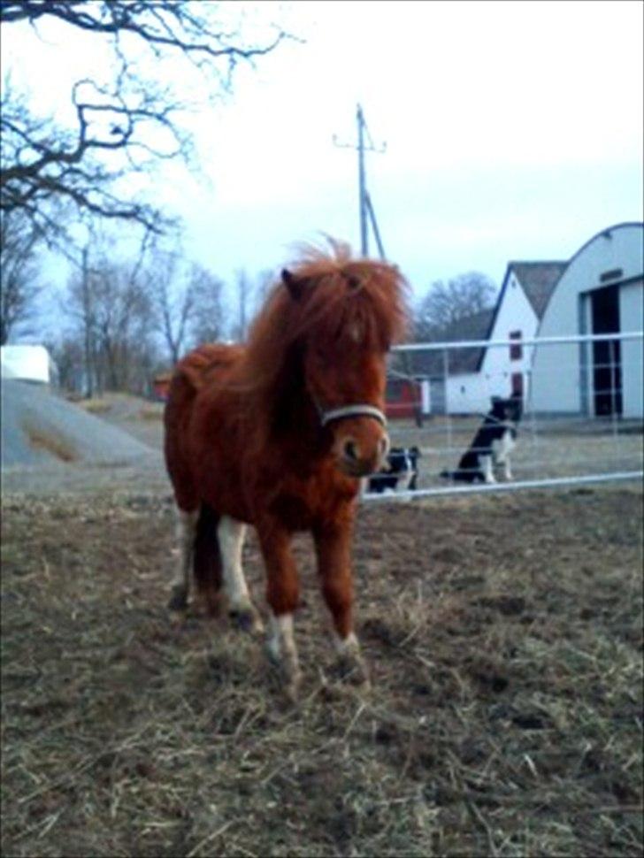 Anden særlig race Anemonne - hejsa billede 17